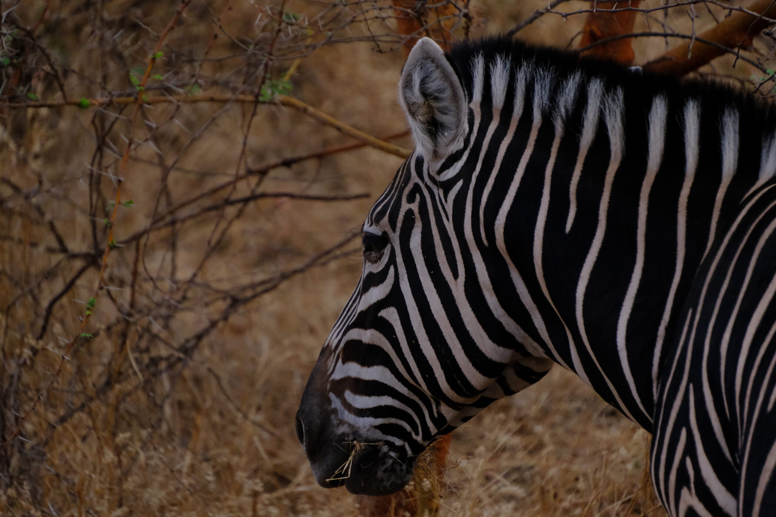 Bandia Wildlife Reserve – Christmas Day Morning Safari